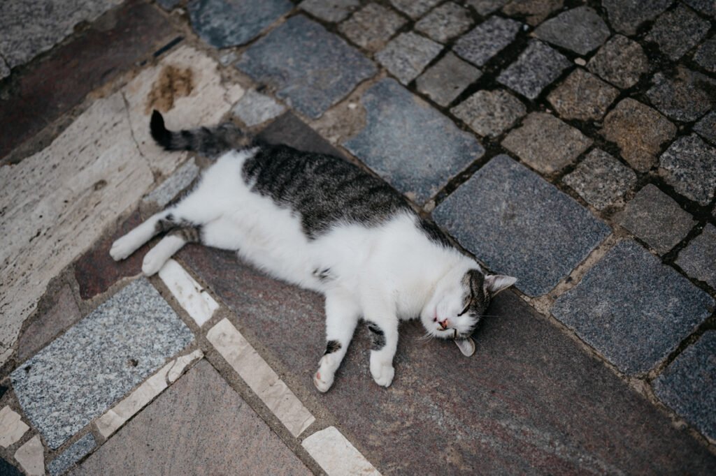 016 sesja slubna w folwarku